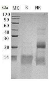 SDS-PAGE (GDF11-155H).jpg
